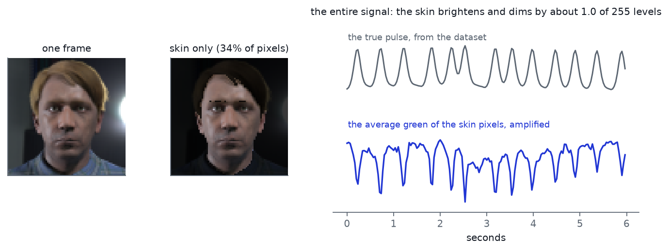 Three panels. Left, a frame of a synthetic face. Middle, the same frame with everything except the skin darkened, labelled thirty-four percent of pixels. Right, two traces over six seconds: the true pulse from the dataset above, and the average green value of the skin pixels below, both rising and falling about thirteen times, in step with each other.